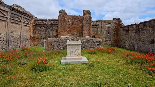 Orange poppies wave in the wind lining the walls of the ruins of the Pompeii Archaeological Park in the ancient Roman city of Pompeii -Zoom