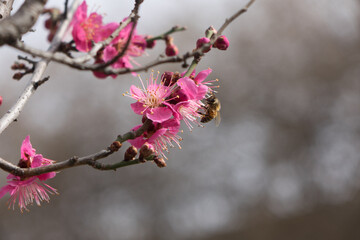 Bees and red plum blossoms