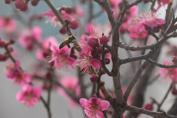 Bees and red plum blossoms