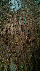 Tree Bark Texture with Moss Accents