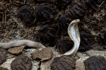 The image shows a cobra with its hood expanded in a defensive posture against an earthy background of cow dung cakes. Its raised head and sharp gaze stand out prominently, also known as the Naja Naja,