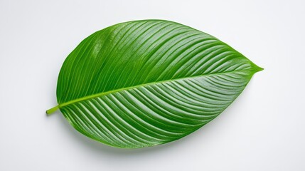Bright Green Leaf On White Background