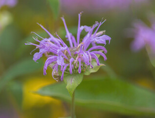 Bee Balm In The wild