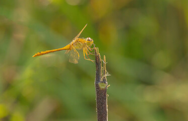 Dragonfly Clinging To A Stick