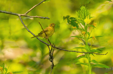 Warbler With Insect
