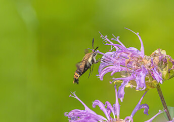 Hummingbird Moth On Bee Balm