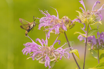 Hummingbird Moth On Bee Balm
