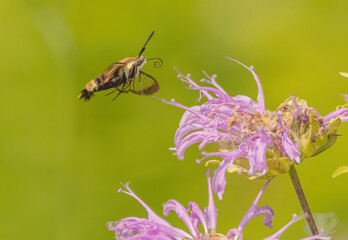 Bergamont Flower Attracting Hummingbird Moth