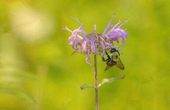Beebalm With A Bumble Bee On It
