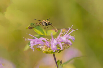Hummingbird Moth On Beebalm