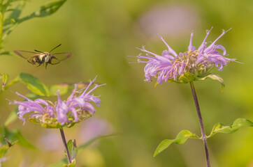 Hummingbird Moth In Flight