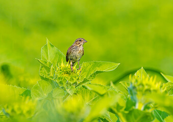 Song Sparrow Perched On Sunflower