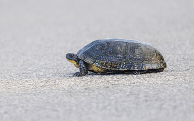 Blanding's Turtle