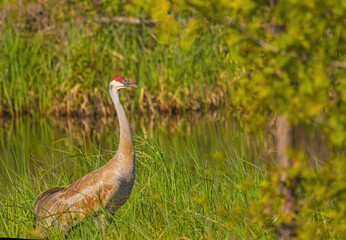 Sandhill Crane In Breeding Plumage