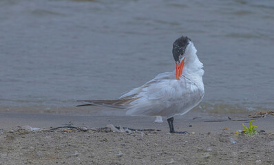 Tern On The Beach