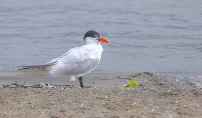 Tern On The Beach