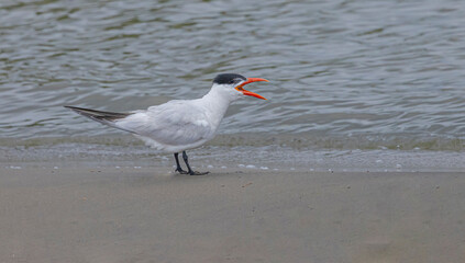 Tern On The Beach