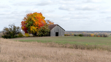 Obraz premium Autumn Barn in Field, Colorful Tree, Rolling Hills Background, Fall Landscape Photography