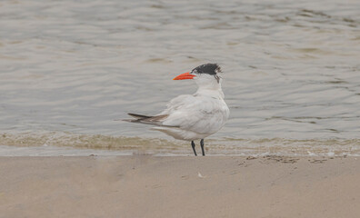 Tern On The Beach