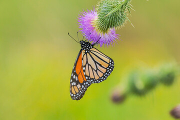Monarch Butterfly On Wild Flower
