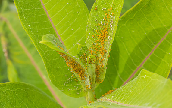 Aphis nerii On the Milkweed Plant