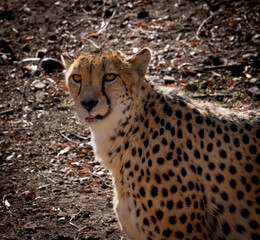 cheetah in the grass