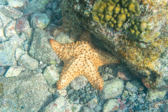 Red Cushion Starfish, Oreaster reticulatus viewed under a rock underwater in the Caribbean Sea, Vieques, Puerto Rico.