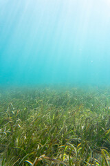 Seagrass bed underwater in a tropical ocean illuminated by sunlight rays. Vieques, Puerto Rico.
