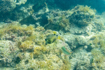 Smooth Trunkfish, Lactophrys triqueter, at a coral reef in the tropical waters of Vieques, Puerto Rico