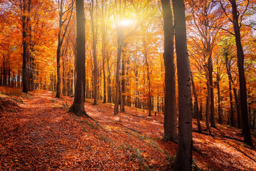 Fototapeta premium Tranquil Orange autumn forest trees, fallen leaves. Royalty high-quality free best stock of Beautiful forest in the bright sunshine of the sun. Peaceful landscape nature, scenery, Colorful foliage