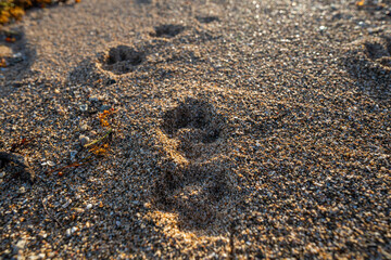 Dog pawprints in the sand of a tropical beach.