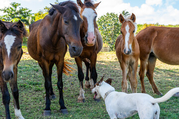 Obraz premium Stray dogs and wild horses greeting each other. Vieques, Puerto Rico.