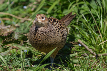 Female Japanese green pheasants (Phasianus versicolor) walk in fields