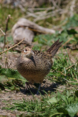 Female Japanese green pheasants (Phasianus versicolor) walk in fields