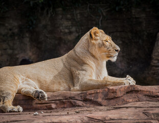 Naklejka premium lioness