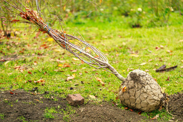 A tree stump is in the grass