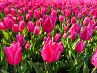 ピンク色のチューリップ畑
