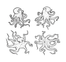 Octopus vector illustration. Tentacles of octopus, vector hand drawn collection of illustrations. Black and white engraving style drawings. Tentacle straight and with rings in different angles.