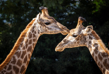 close up of a giraffes