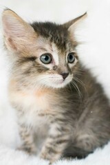 Fototapeta premium Cute little kitten on a white background. Selective focus.