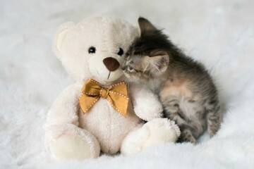 Fototapeta premium Cute little kitten on a white background. Selective focus.