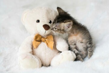 Cute little kitten on a white background. Selective focus.