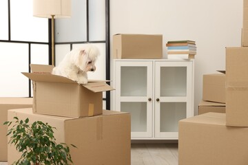 Fototapeta premium Moving day. Cute dog, houseplant and many cardboard boxes indoors