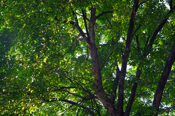 green leaves and sun