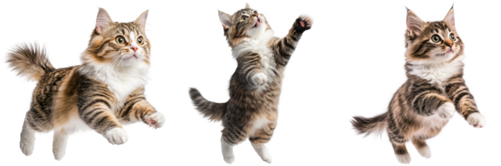 Playful Cats Jumping in Air with Expressions of Joy and Curiosity