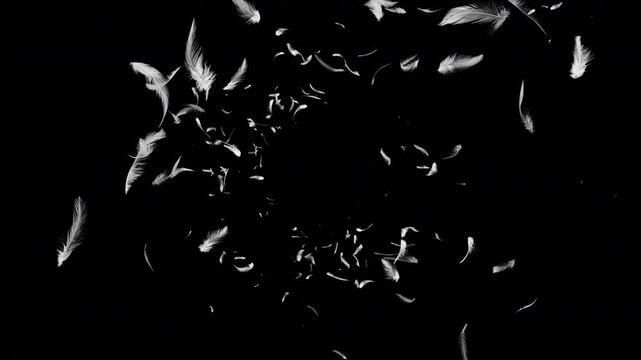 螺旋状に吹き上がる羽根 黒背景