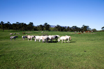 Jeju Ranch