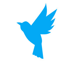 bird illustration 