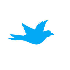 bird illustration 