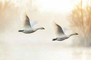 Obraz premium Two Snow Geese Soaring Gracefully Over Water